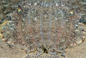 cuttlefish by Mathieu Foulquié 